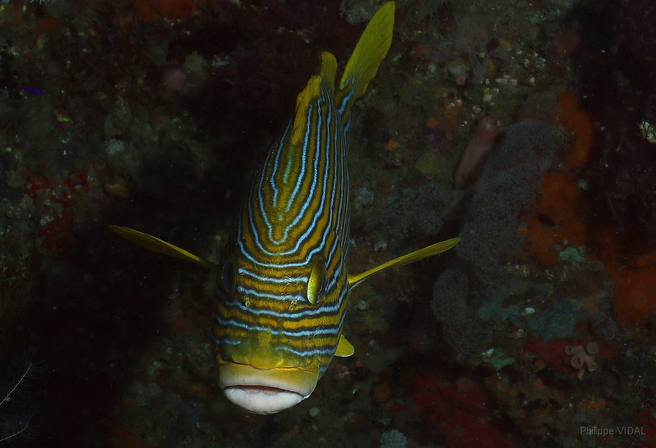 Raja Ampat 2016 - Plectorhinchus Polyteania - Ribbon sweetlips - Gaterin a rubans - IMG_4046_rc.jpg